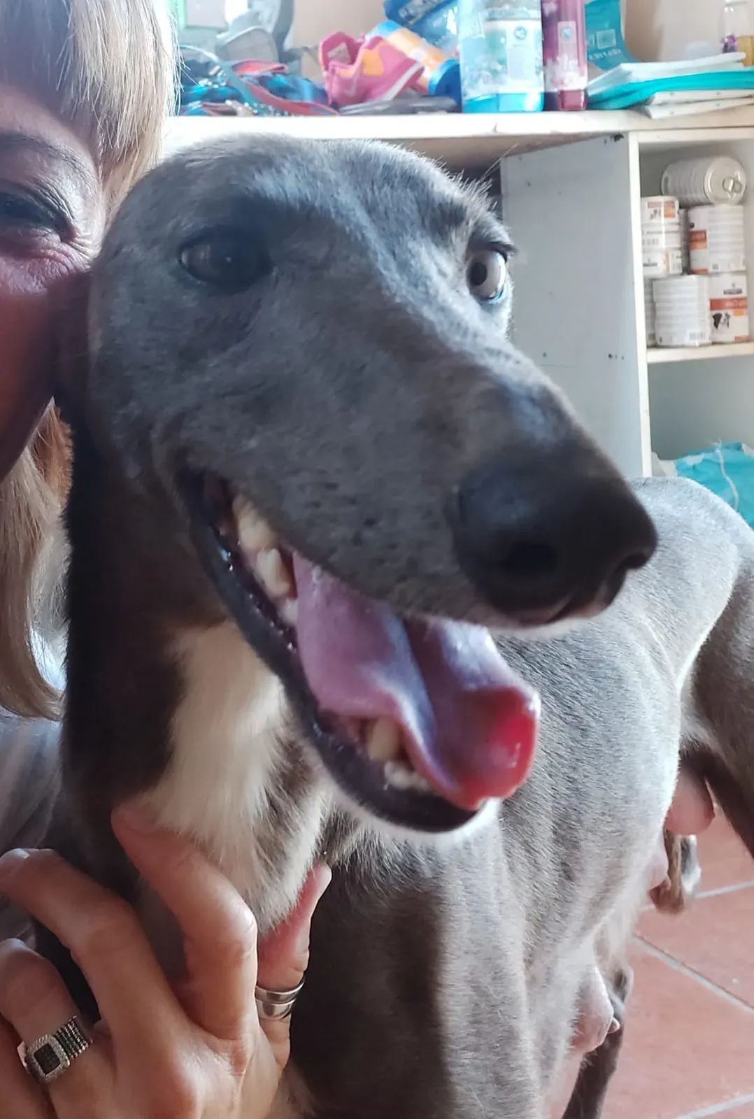 DOTTY GREYHOUND SAVE PETLEVRIERI ADOZIONE.LEVRIERI 6