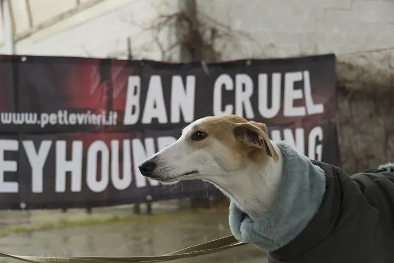 DSC0103 come oggetto avanzato 2