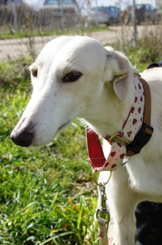 DSC03283 JASMINA e1455814064678