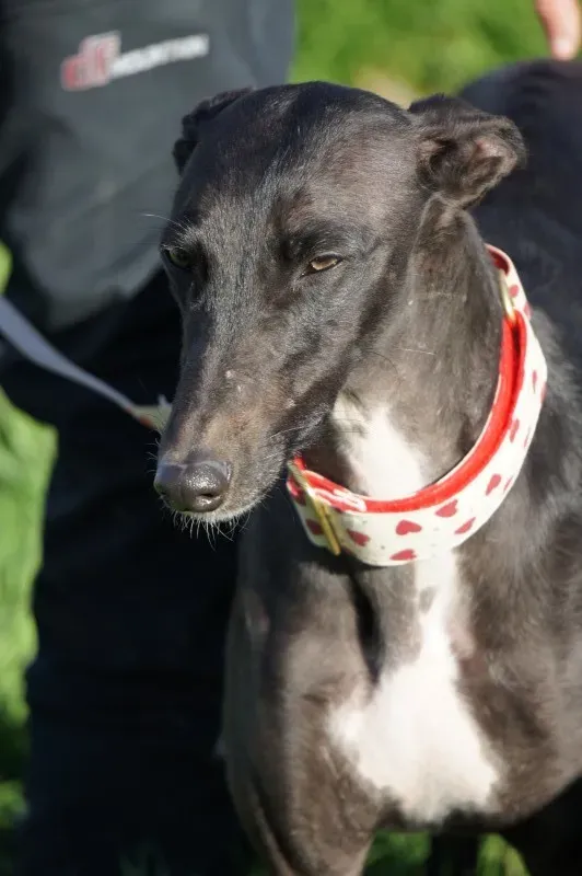 DSC03331 PEPITA e1456469126692