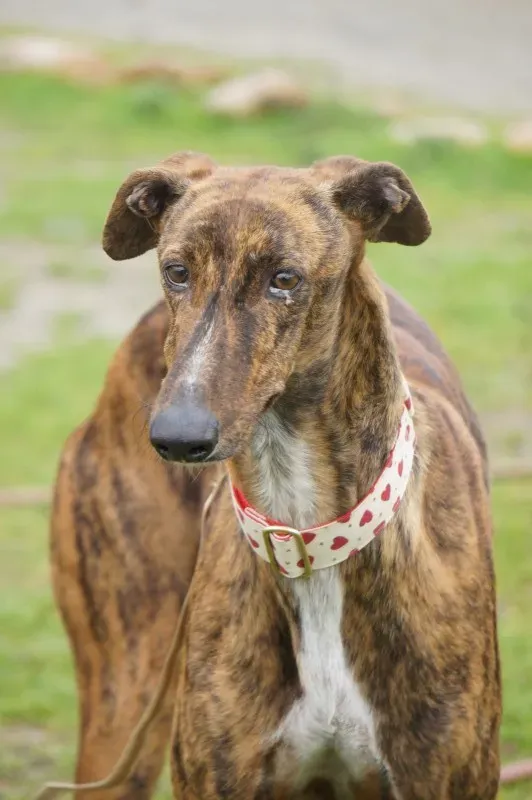 DSC03410 RAMBO e1456439870552