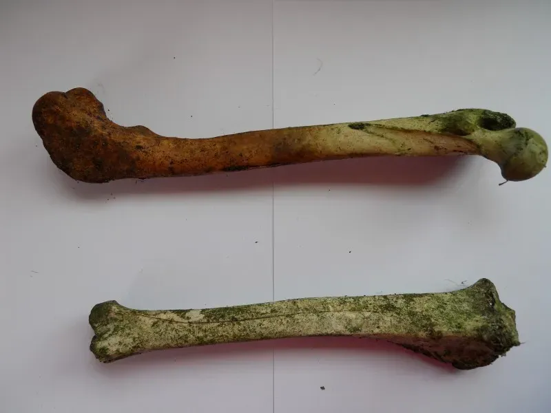 DSCN1684.jpgoriginal