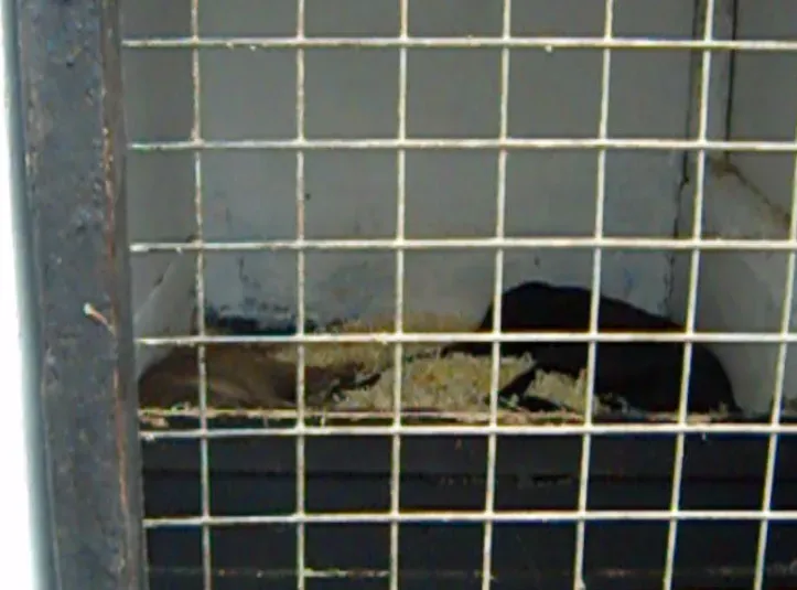 DacentArchibaldDacentAndrea 1