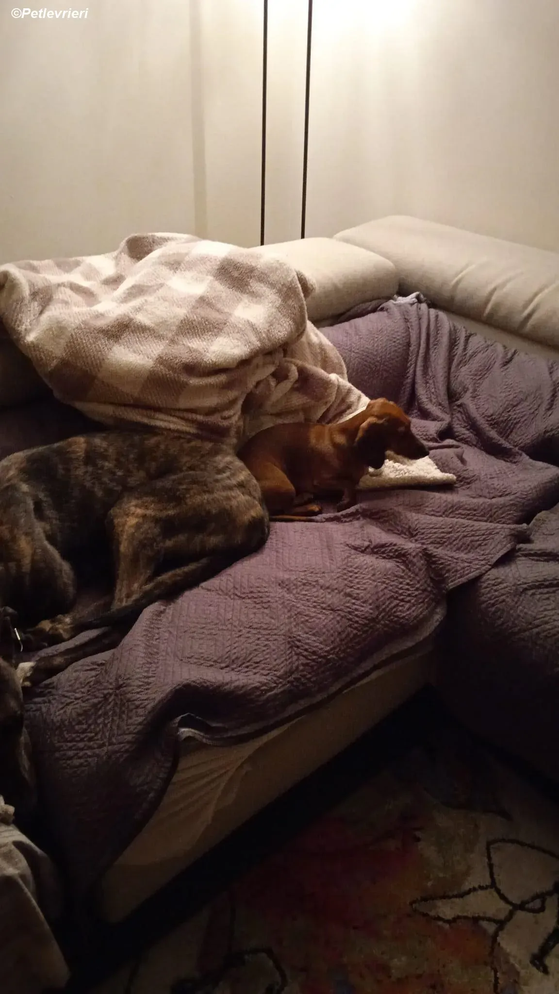 Daisy adozione levrieri greyhound 1