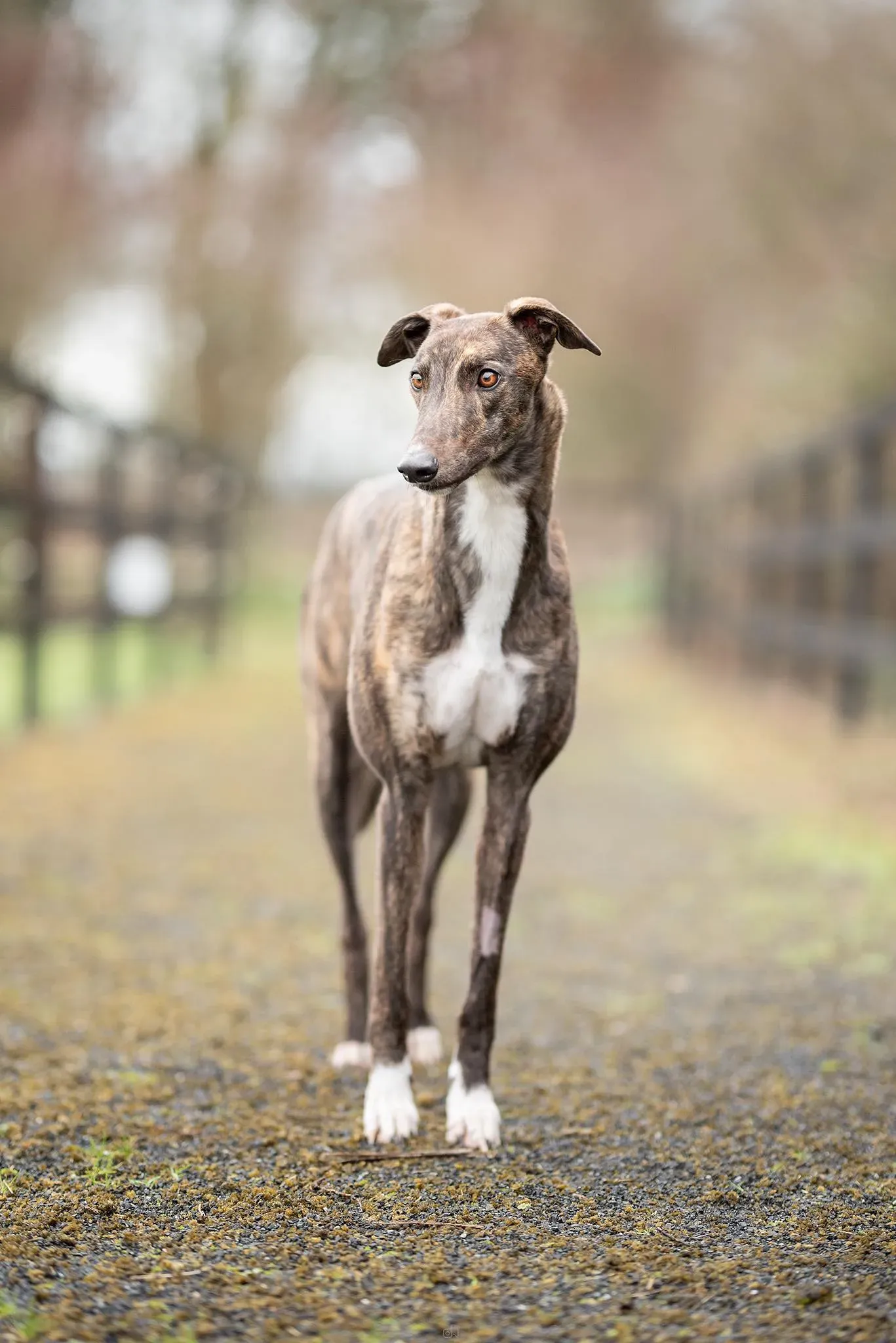 Daisy adozione levrieri greyhound 3