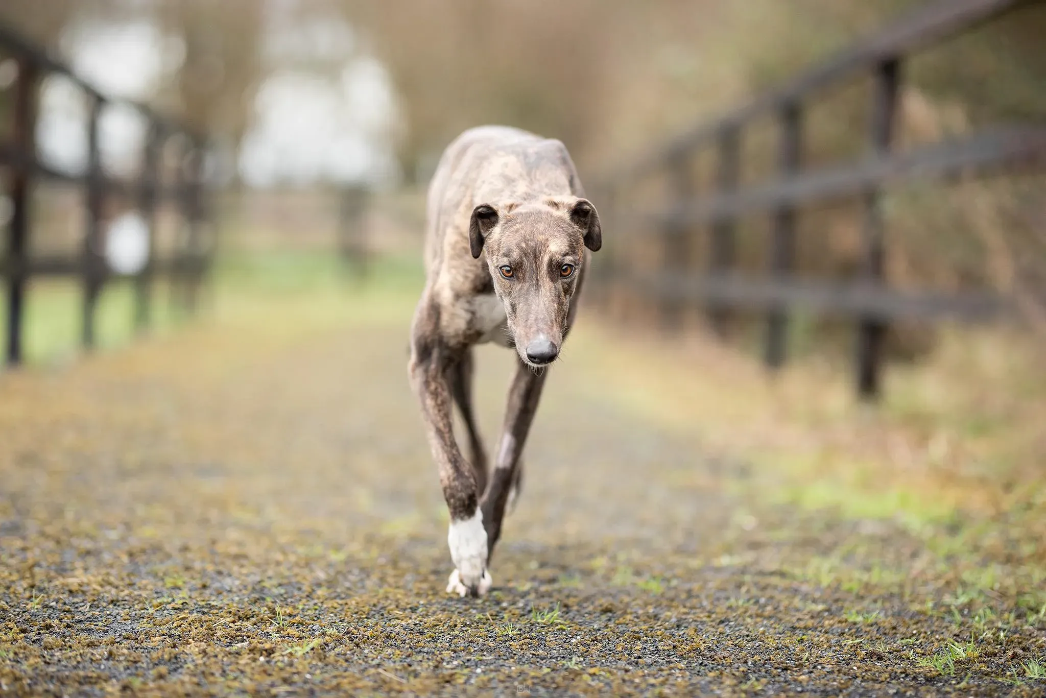 Daisy adozione levrieri greyhound 4