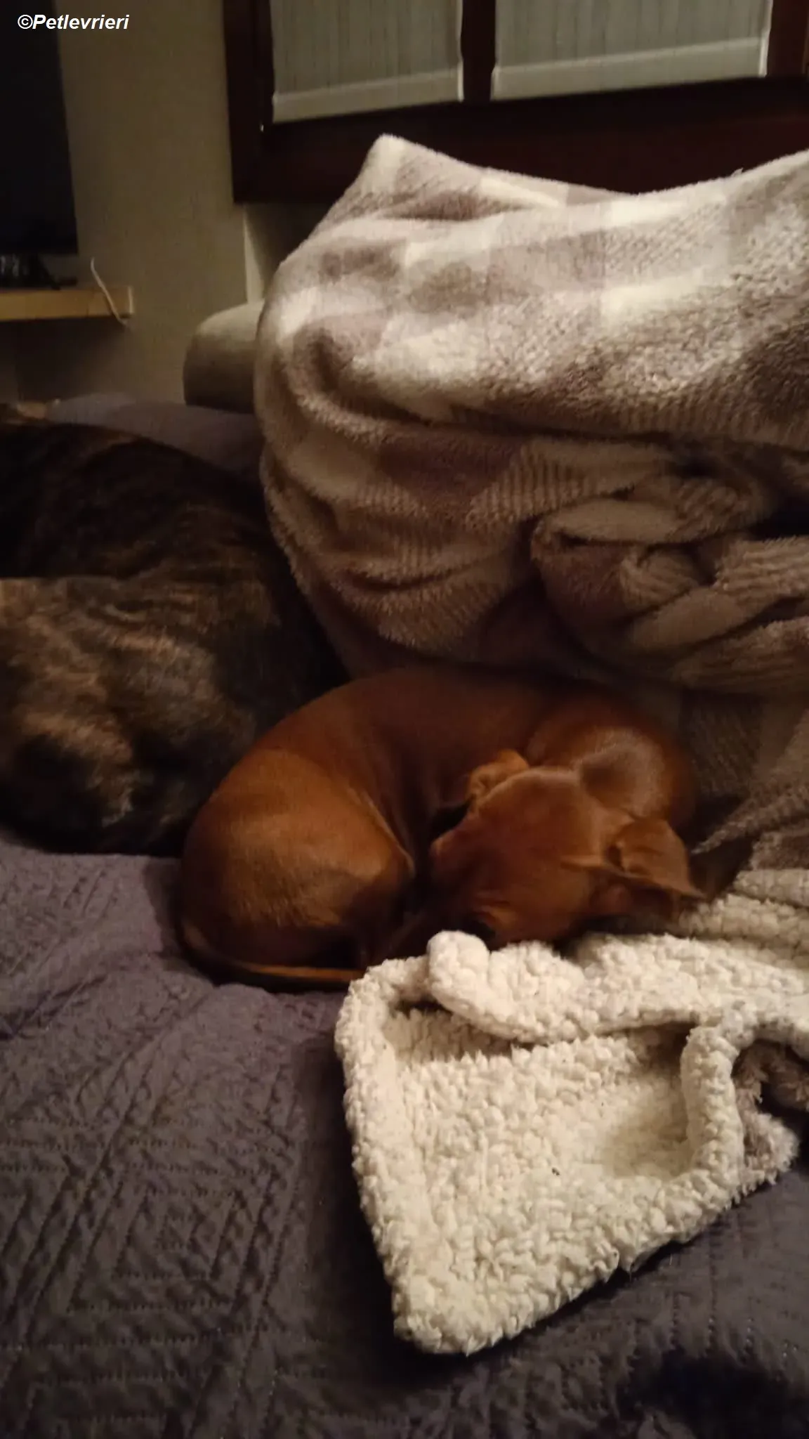 Daisy adozione levrieri greyhound 2