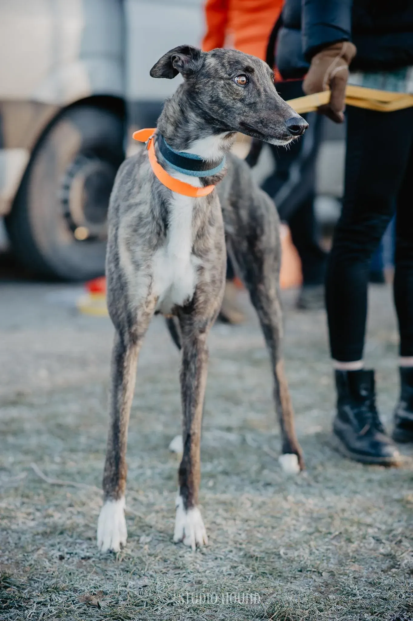 Daisy greyhound adozione levrieri foste home 1