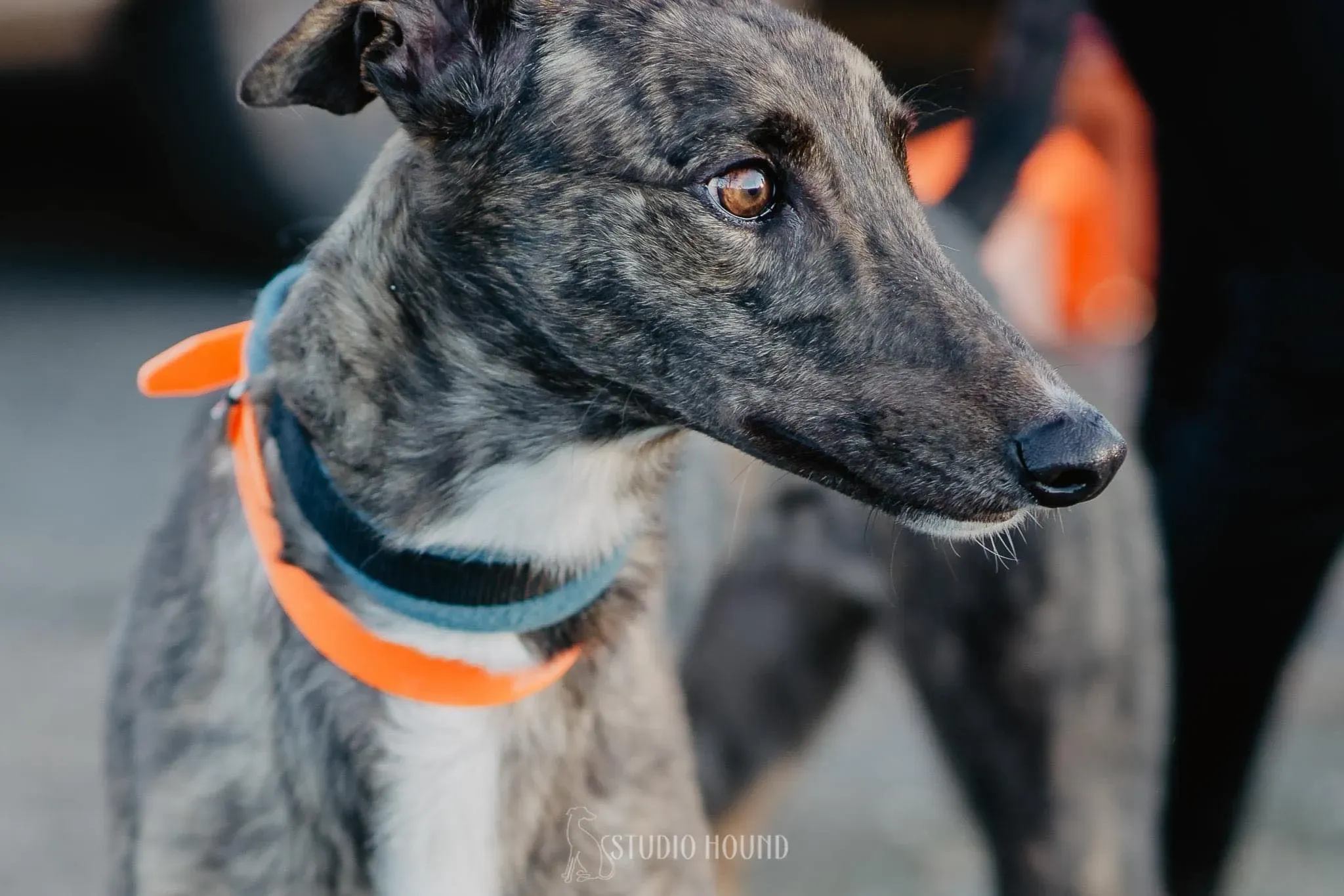 Daisy greyhound adozione levrieri foste home 2