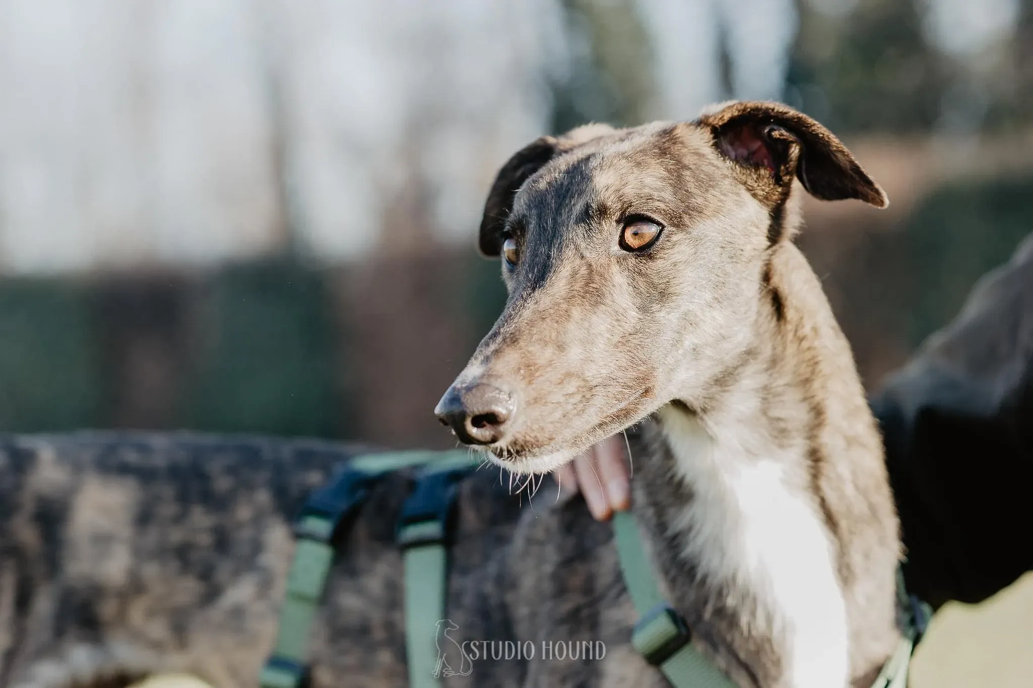 Daisy greyhound adozione levrieri foste home 3