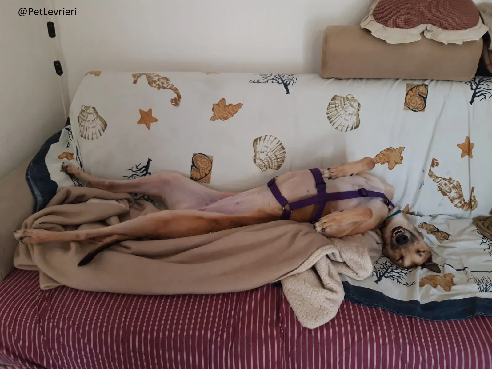 Dalila Greyhound Adozione Levrieri Macau PetLevrieri Foster 1