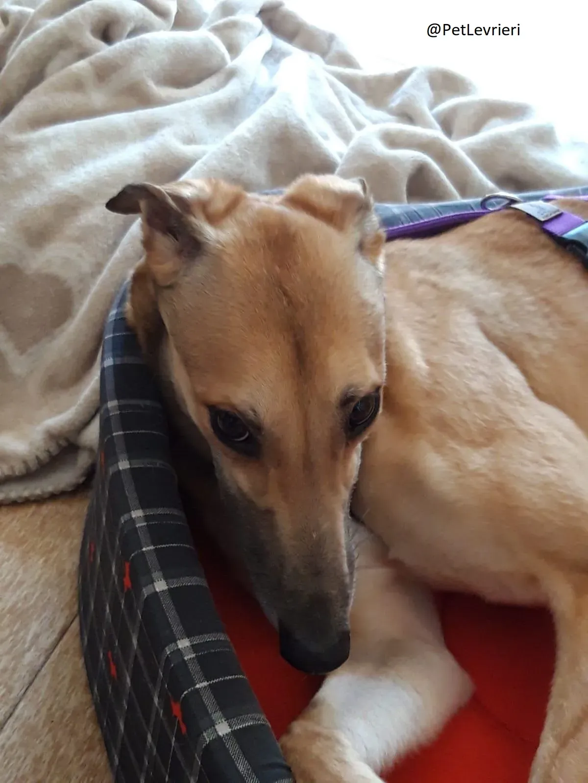 Dalila Greyhound Adozione Levrieri Macau PetLevrieri Foster 2