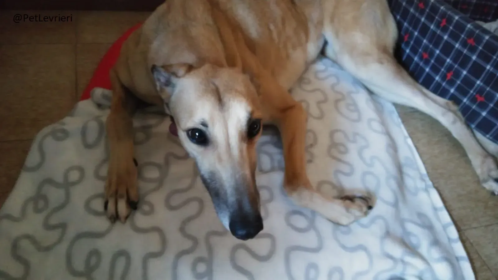 Dalila Greyhound Adozione Levrieri Macau PetLevrieri Foster 3