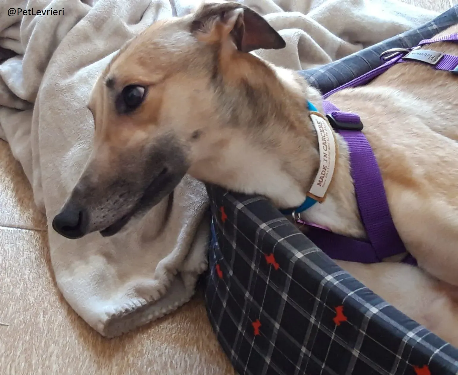 Dalila Greyhound Adozione Levrieri Macau PetLevrieri Foster 4