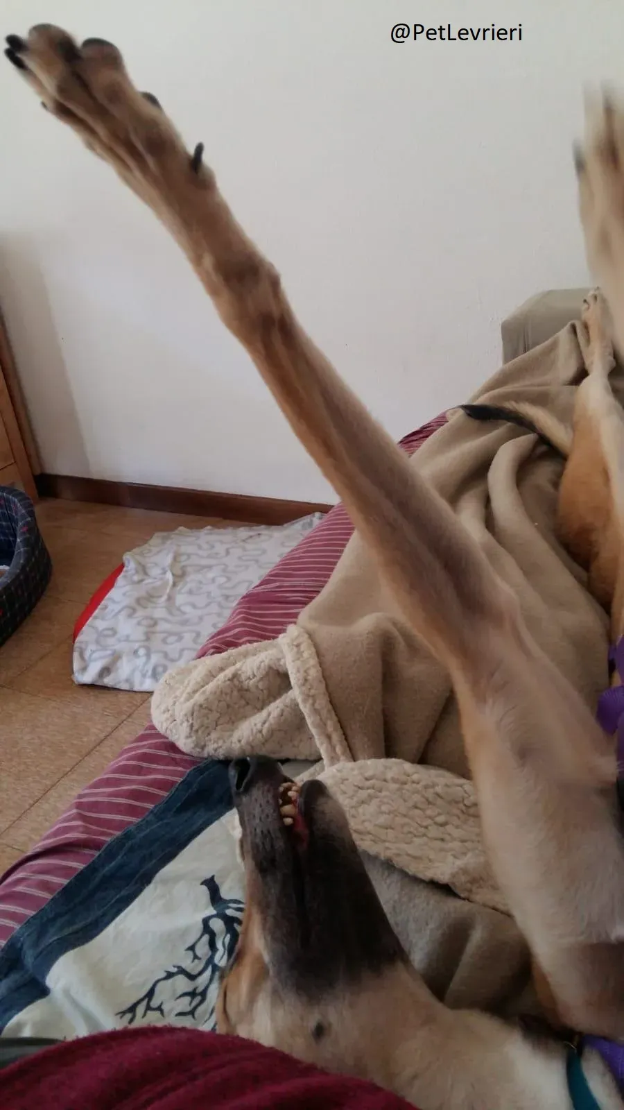 Dalila Greyhound Adozione Levrieri Macau PetLevrieri Foster 5