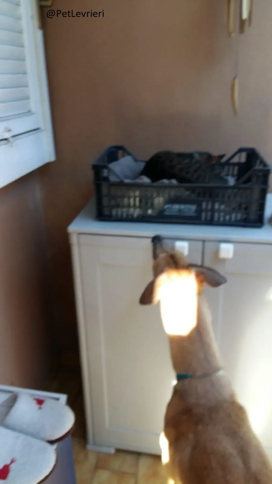 Dalila Greyhound Adozione Levrieri Macau PetLevrieri Foster 6