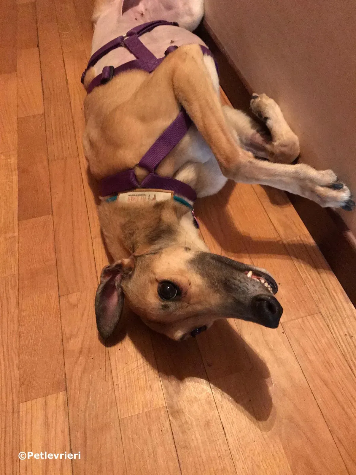 Dalila adozione greyhound macao 1