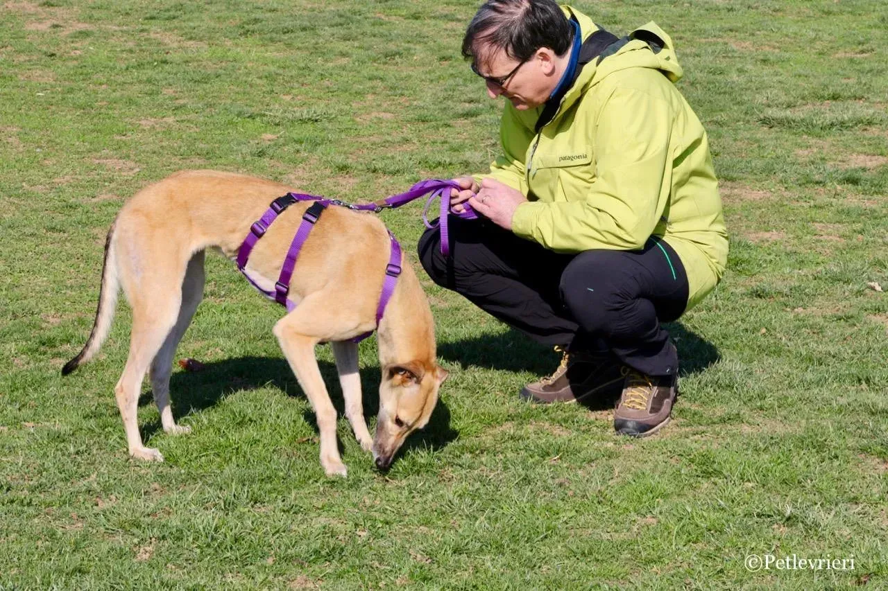 Dalila adozione greyhound macao 4