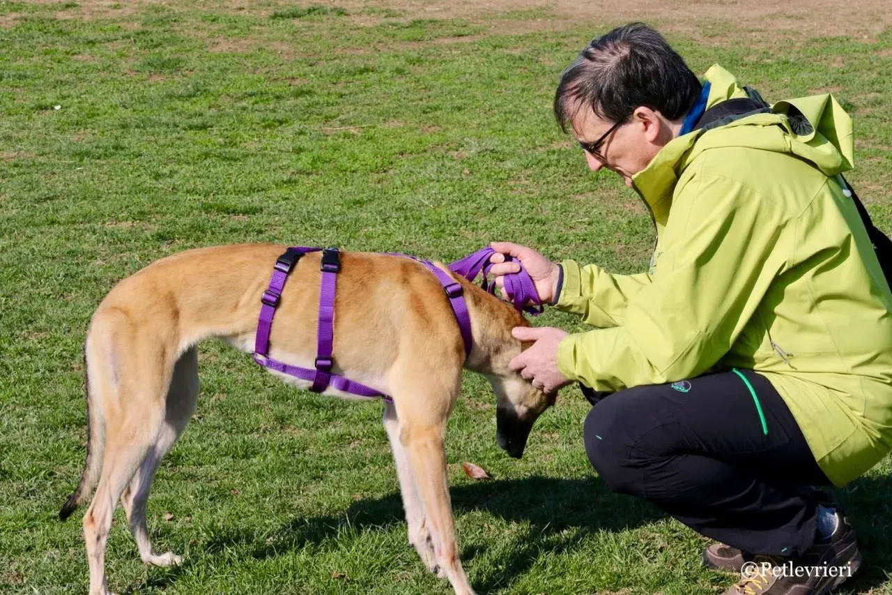 Dalila adozione greyhound macao 5