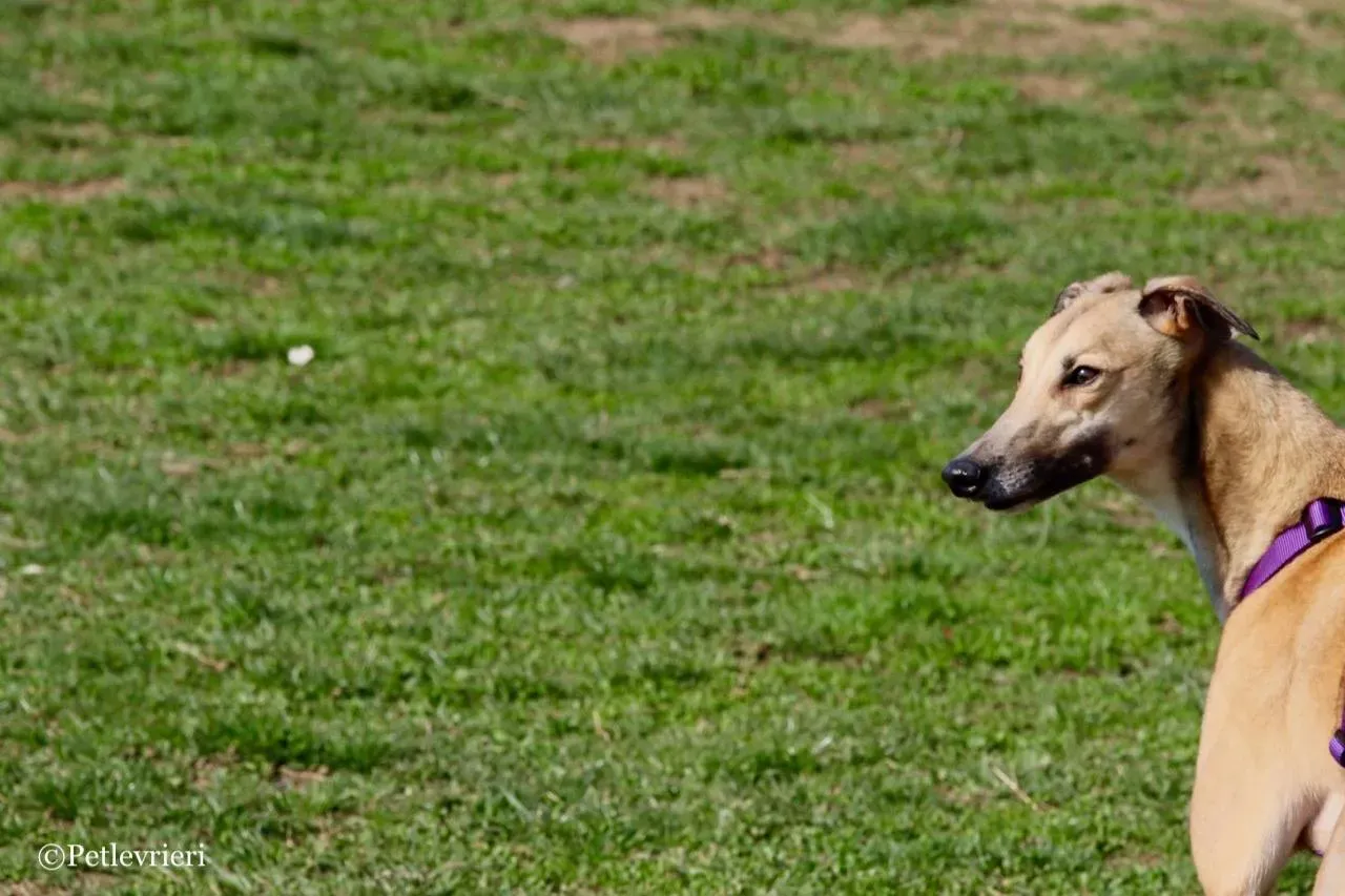 Dalila adozione greyhound macao 6