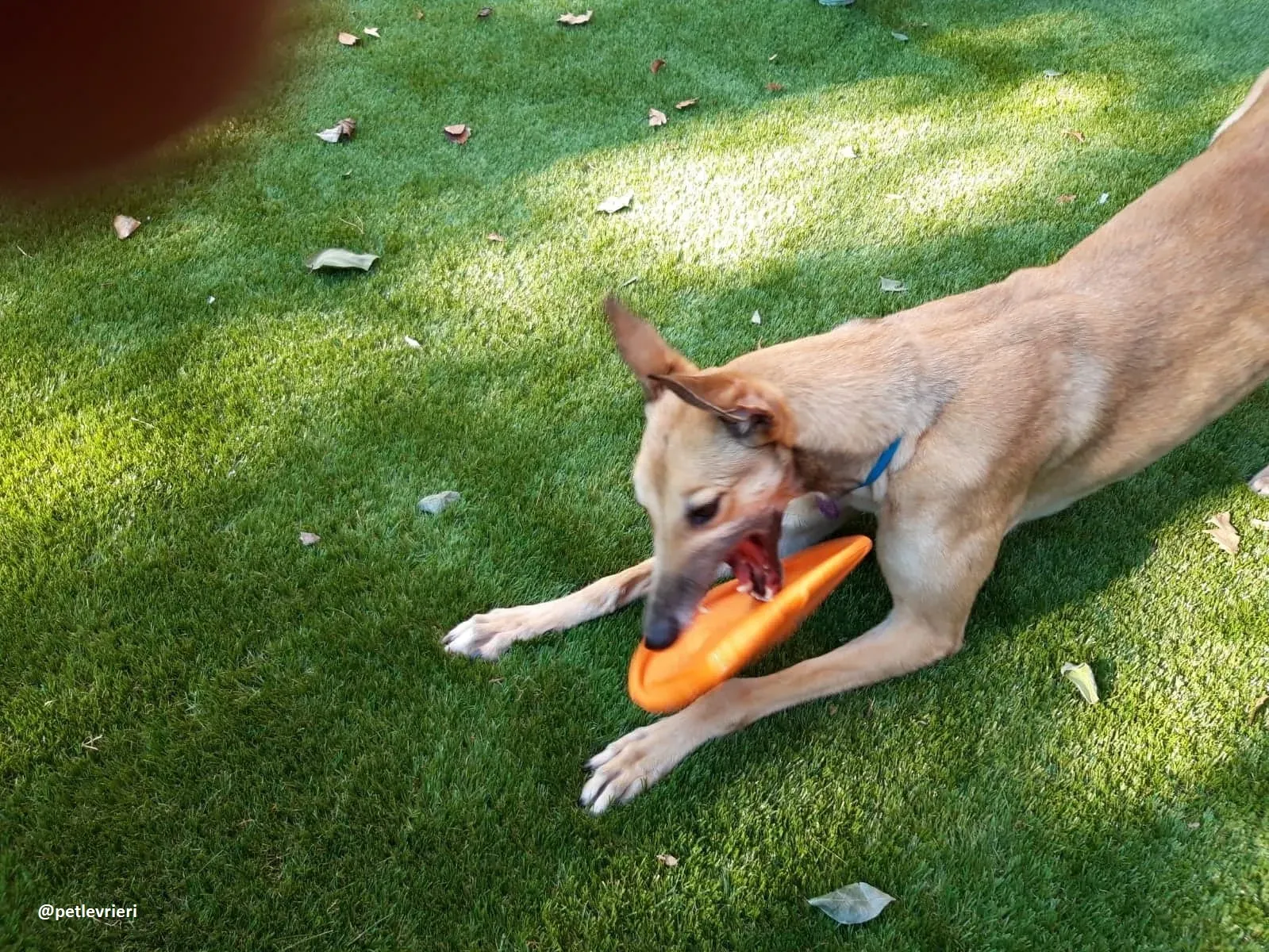 Dalila adozione greyhound macao1