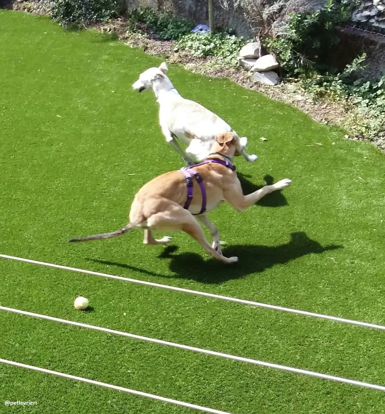 Dalila adozione greyhound macao2