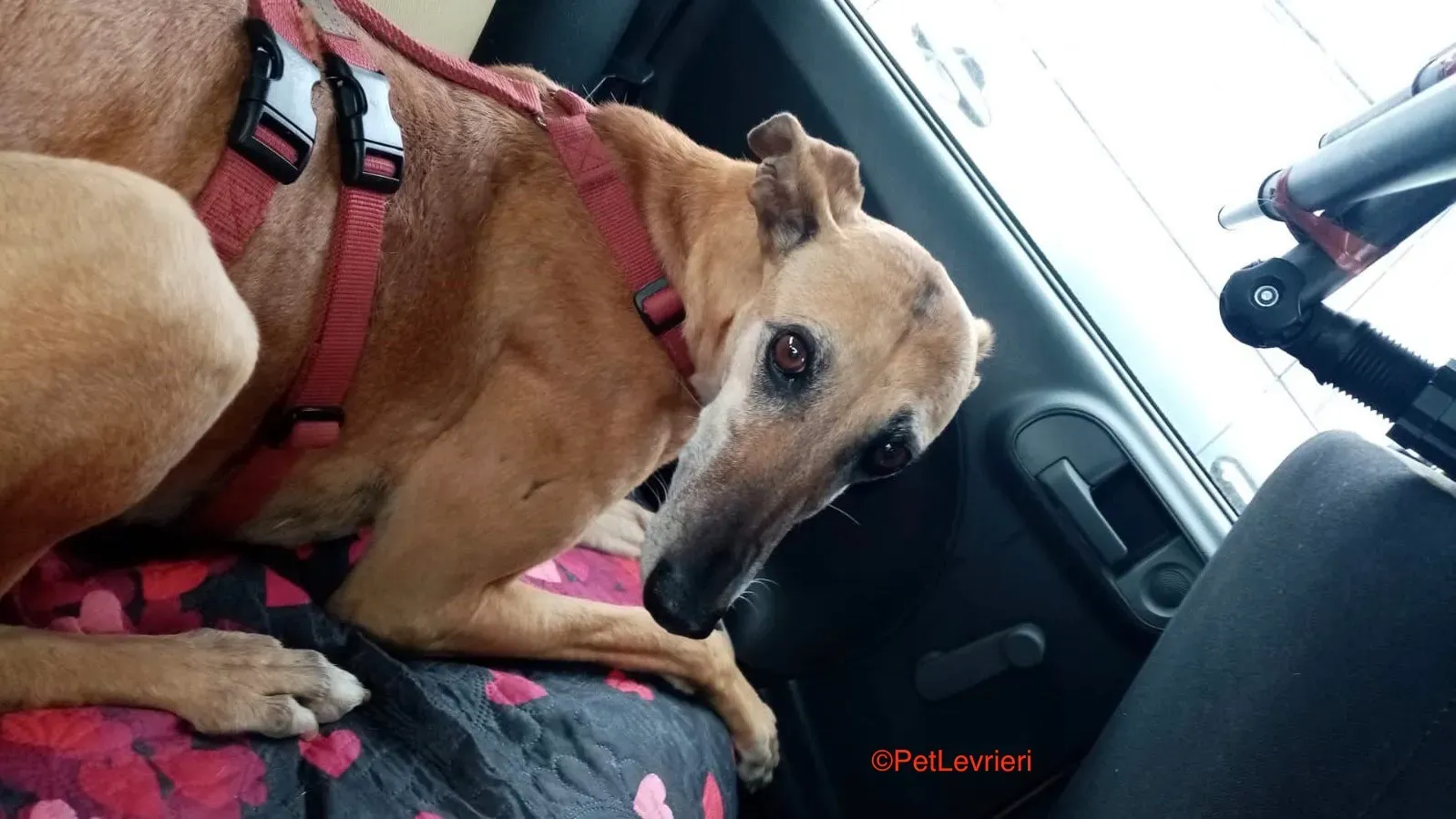 Dalila adozione levrieri galgo 1