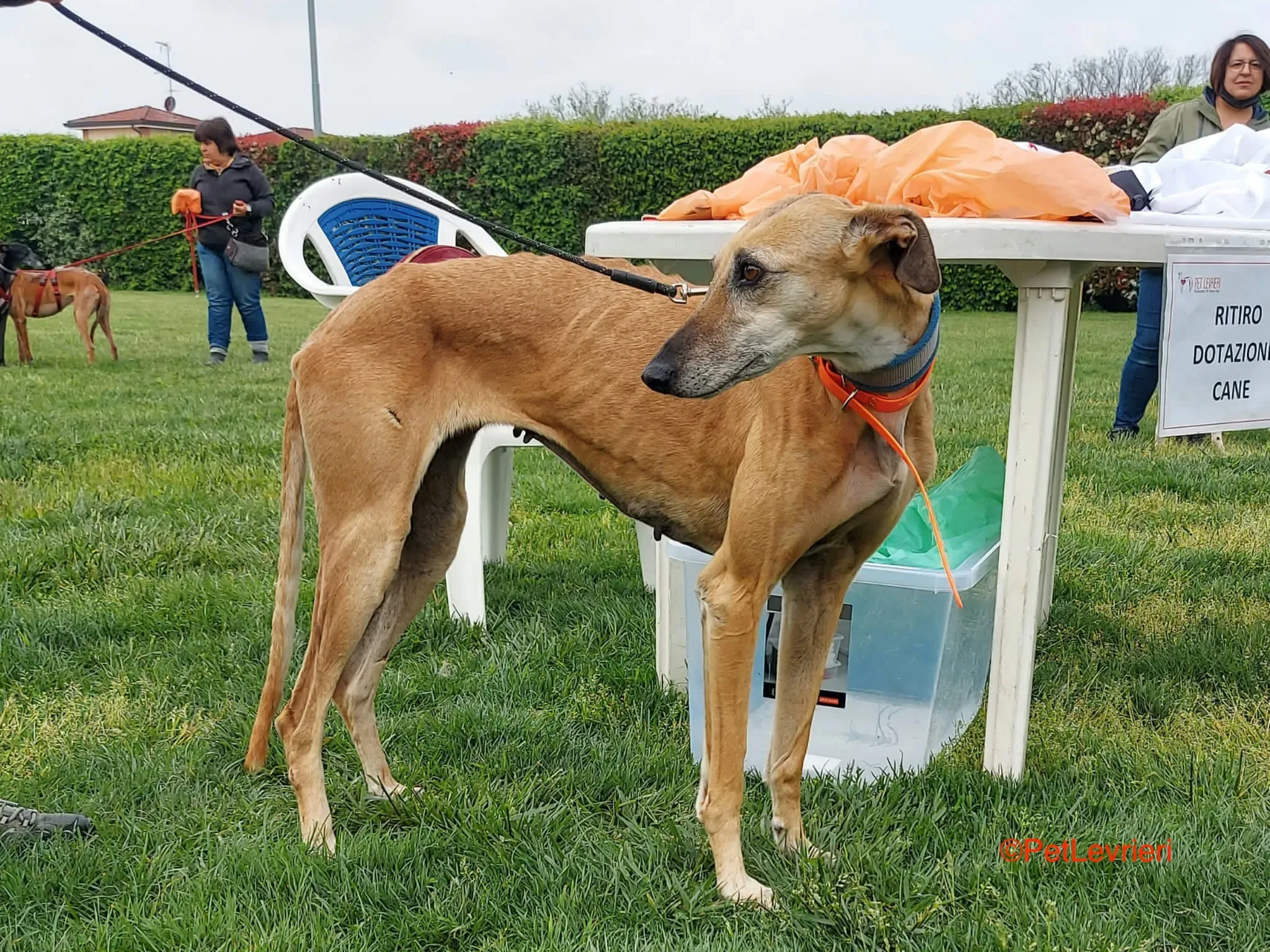 Dalila adozione levrieri galgo 10