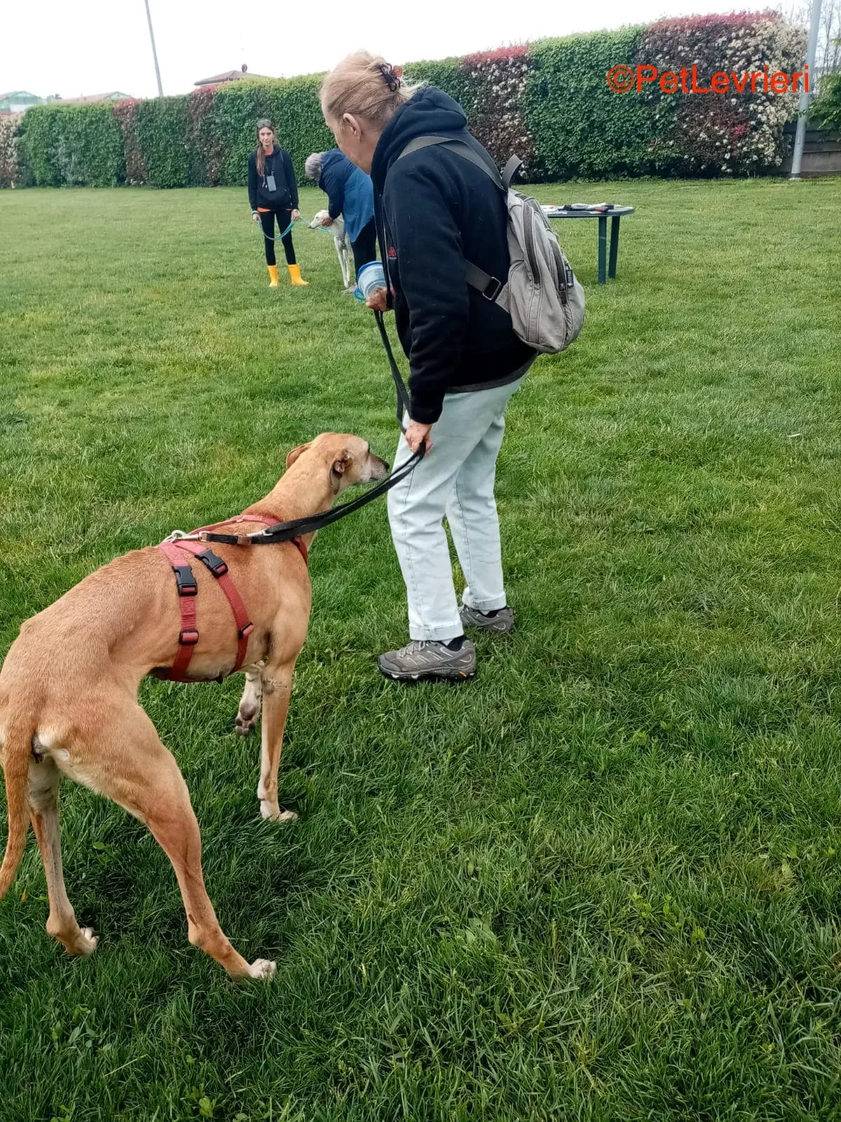 Dalila adozione levrieri galgo 11