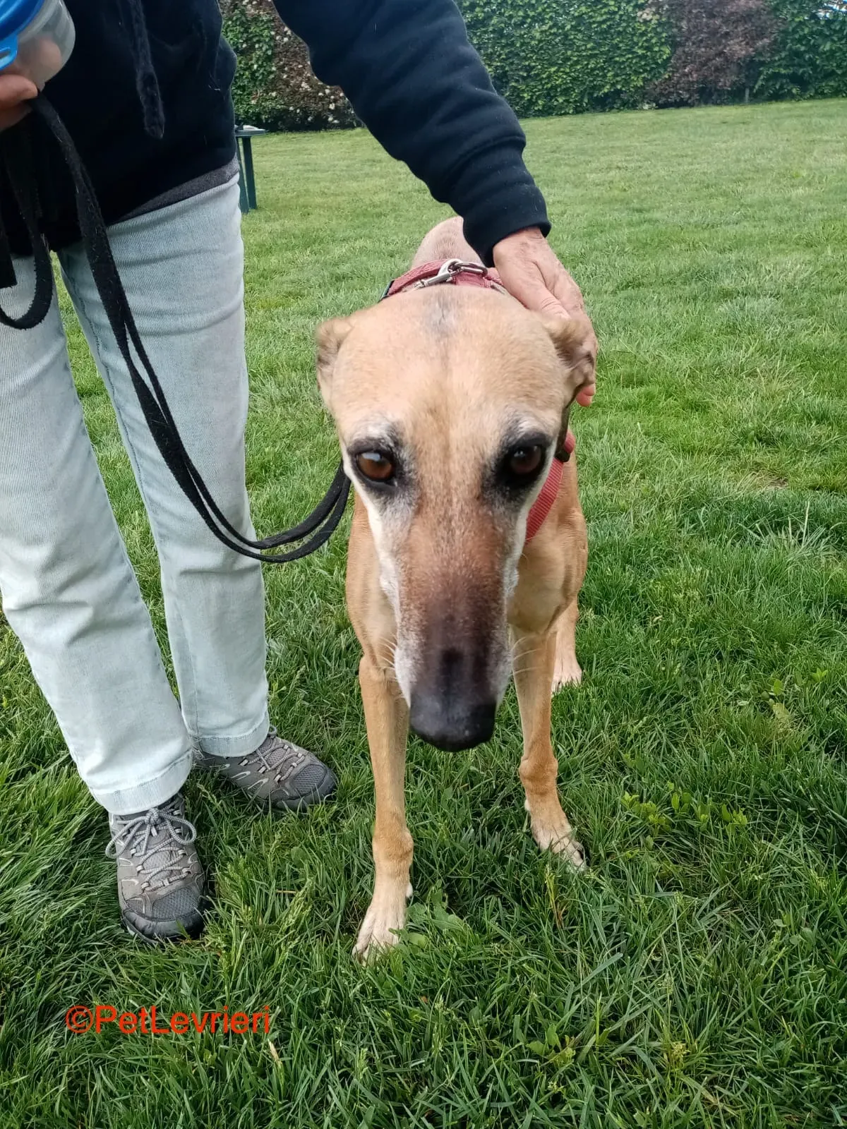 Dalila adozione levrieri galgo 2