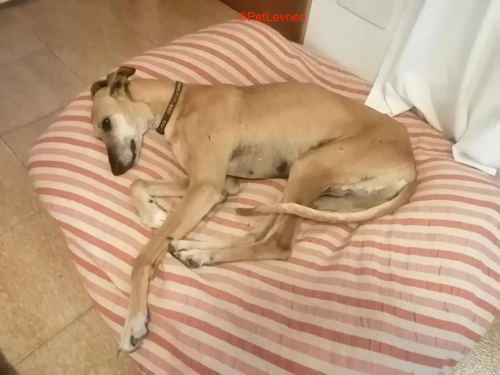 Dalila adozione levrieri galgo 3