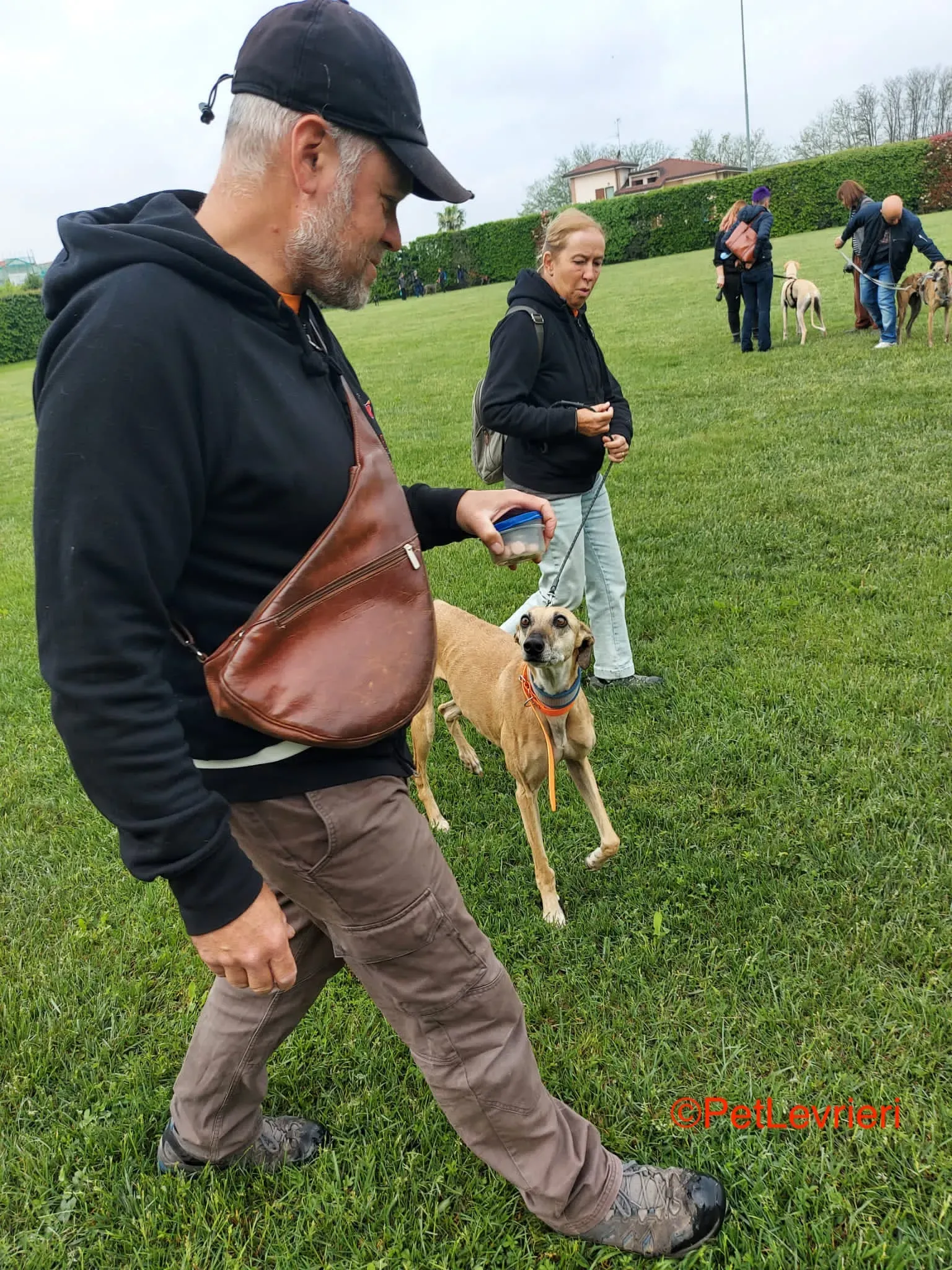 Dalila adozione levrieri galgo 4