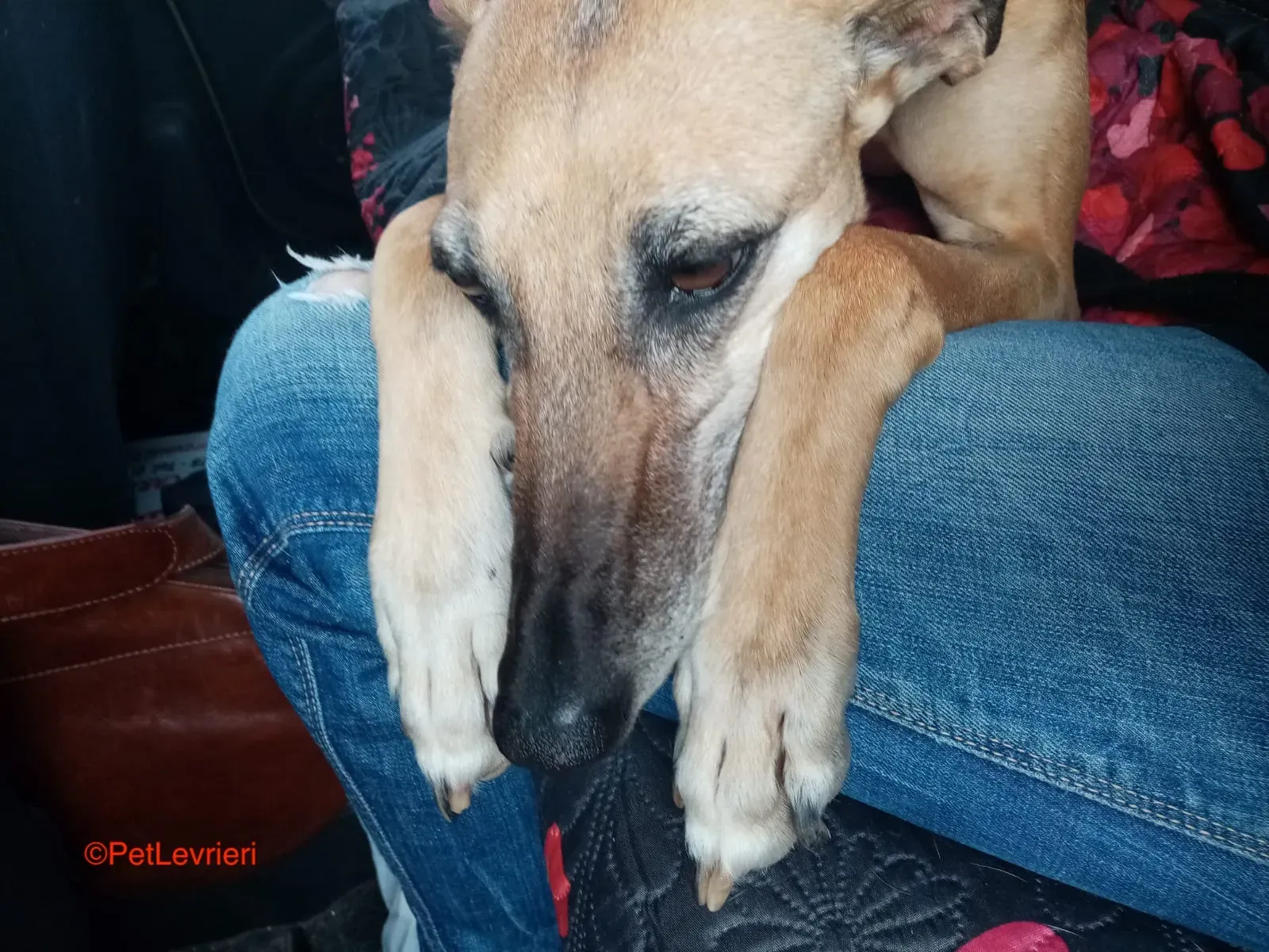 Dalila adozione levrieri galgo 5