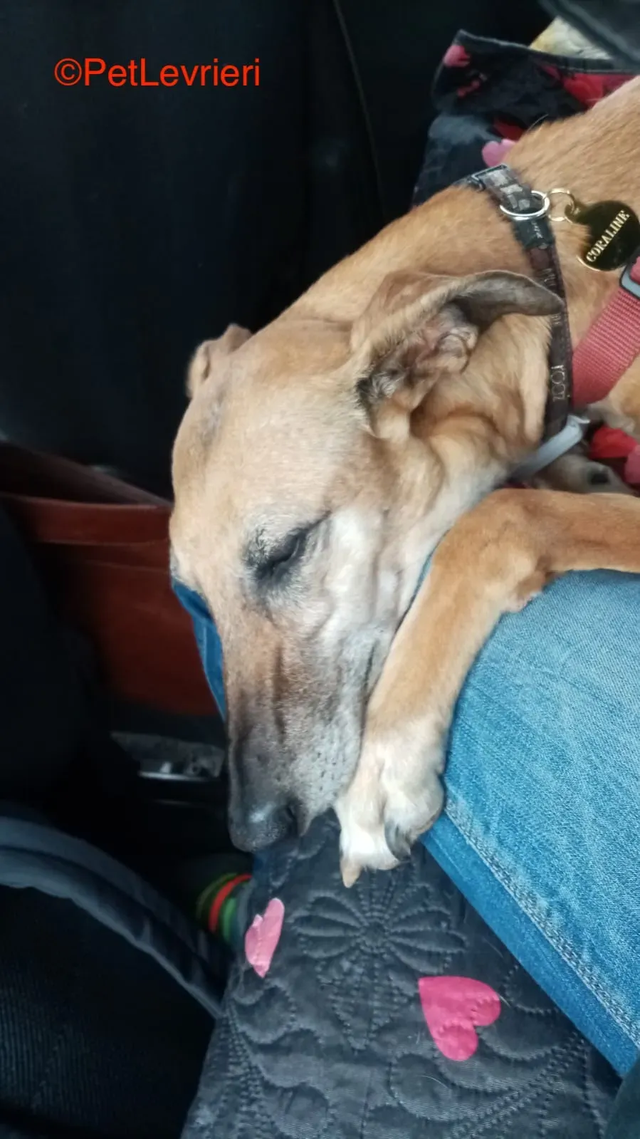 Dalila adozione levrieri galgo 6