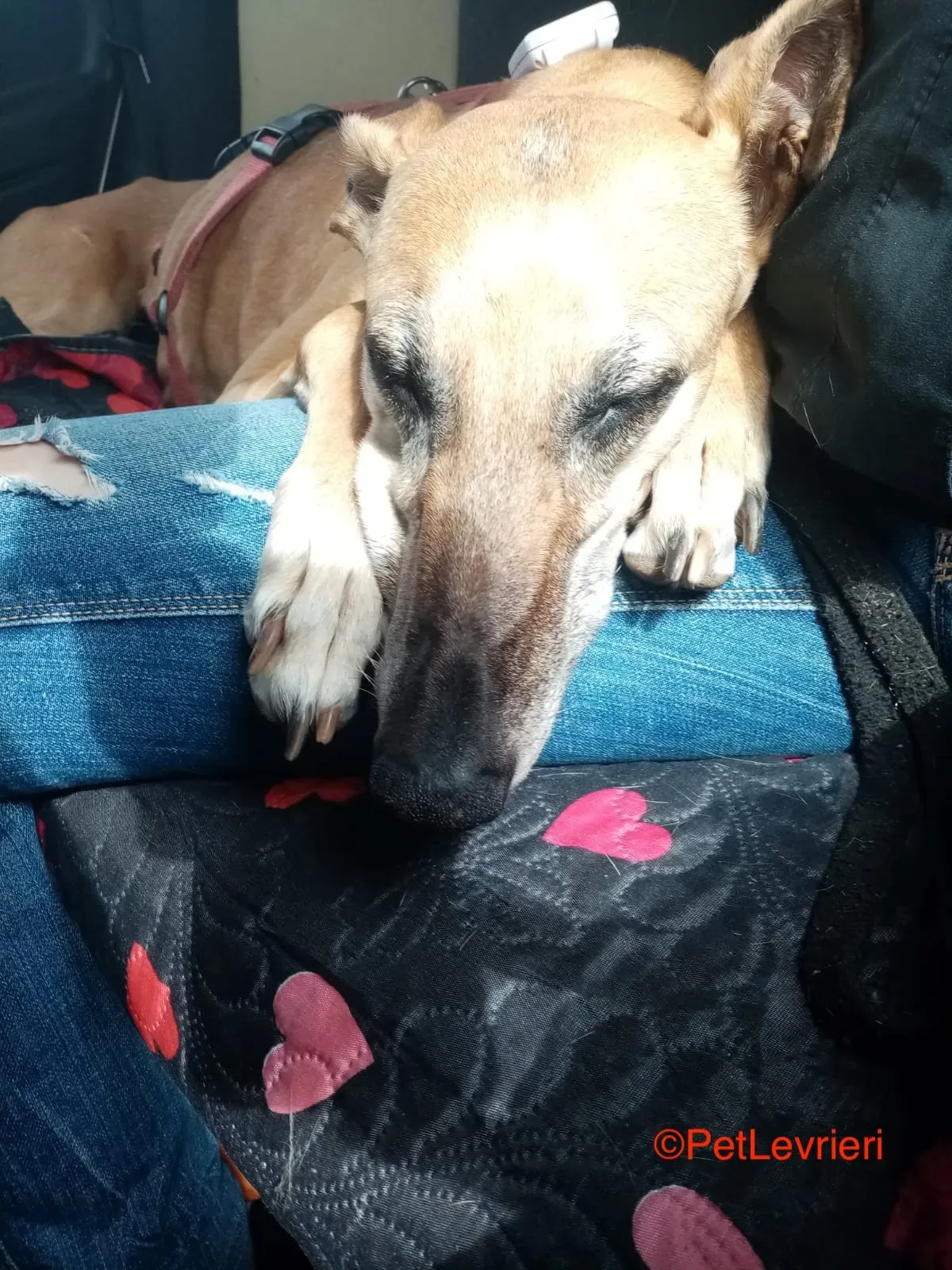 Dalila adozione levrieri galgo 7 1