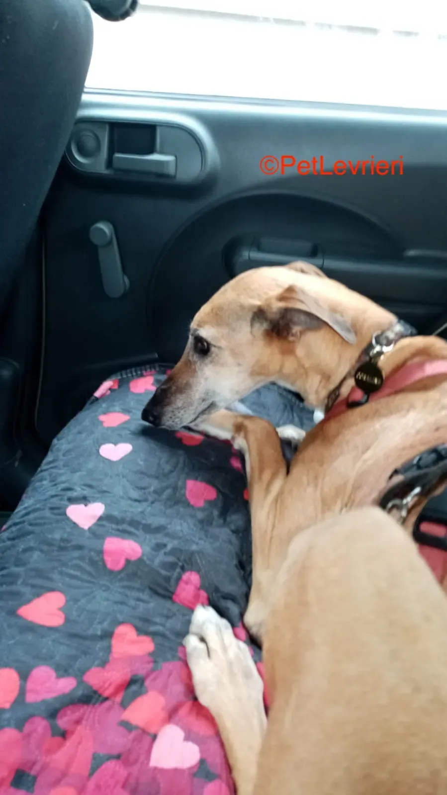 Dalila adozione levrieri galgo 8