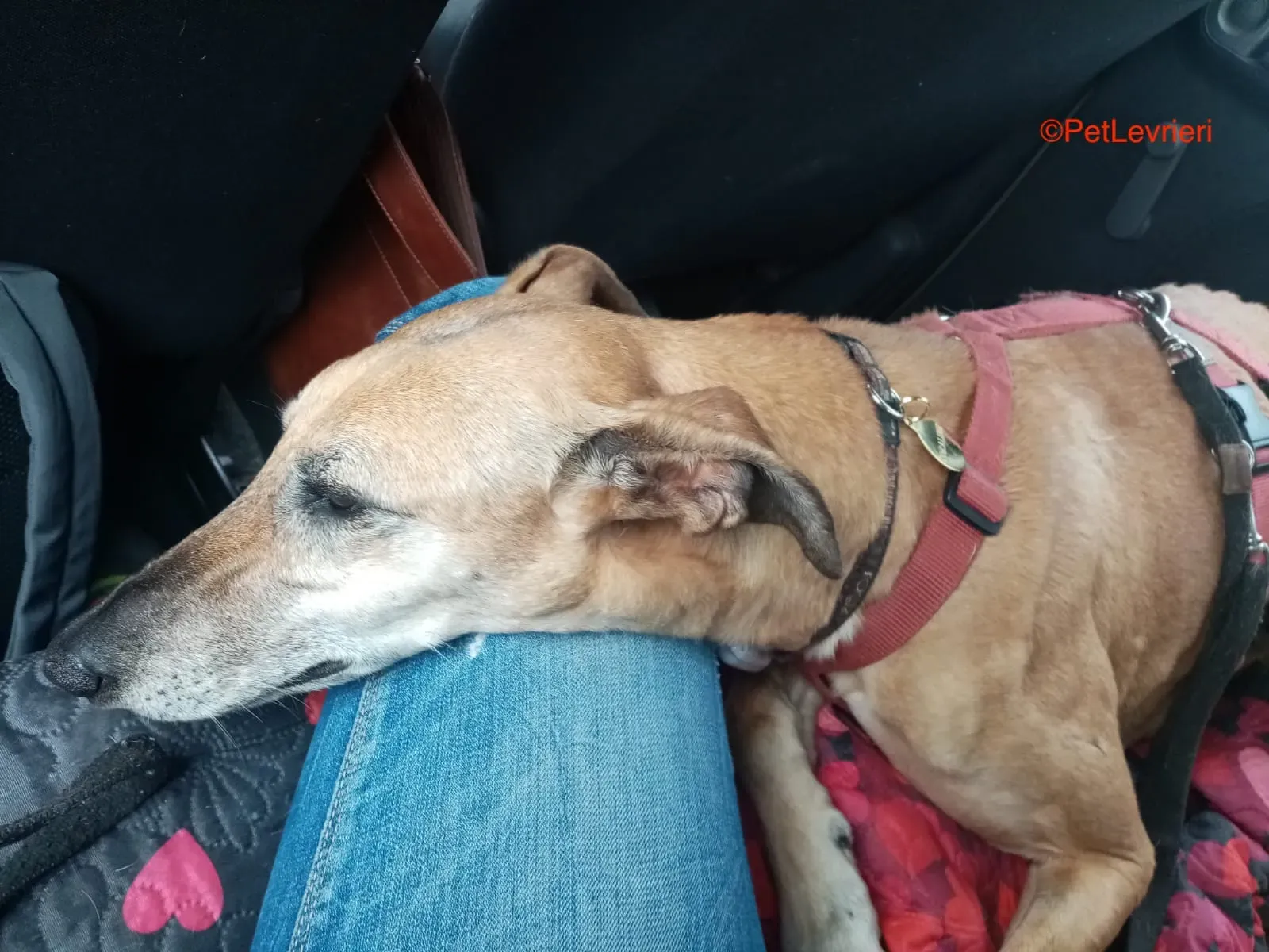 Dalila adozione levrieri galgo 9