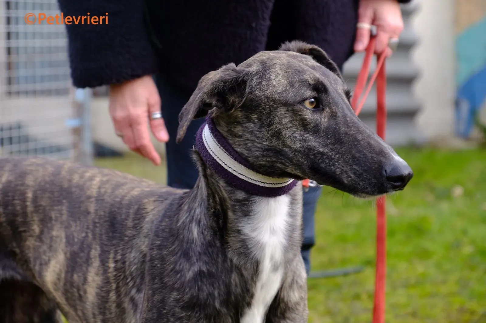 Damask galgo adozione pet levrieri onlus 0
