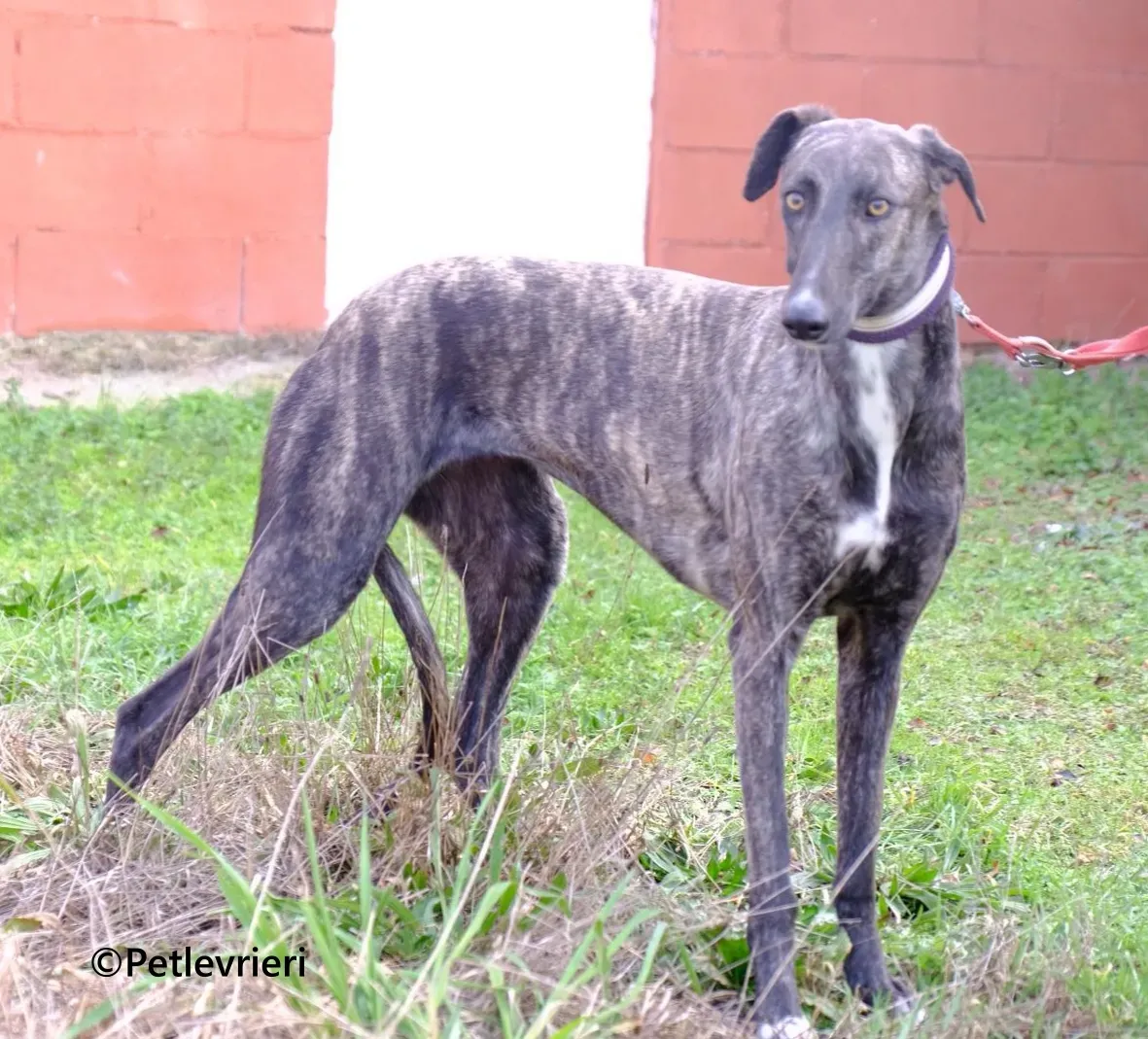 Damask galgo adozione pet levrieri onlus 1