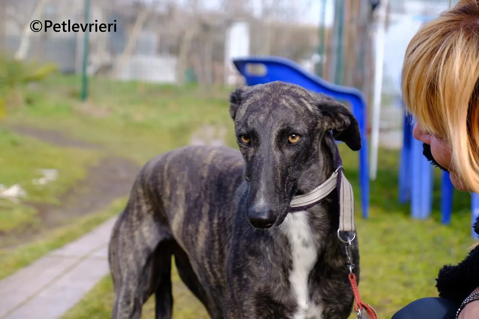 Damask galgo adozione pet levrieri onlus 10