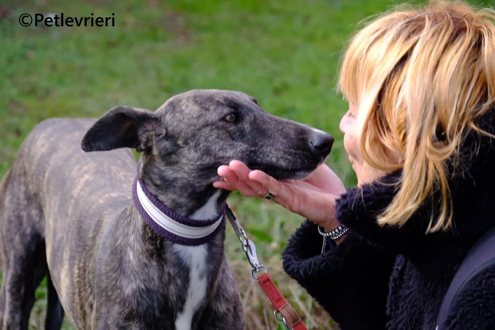 Damask galgo adozione pet levrieri onlus 11