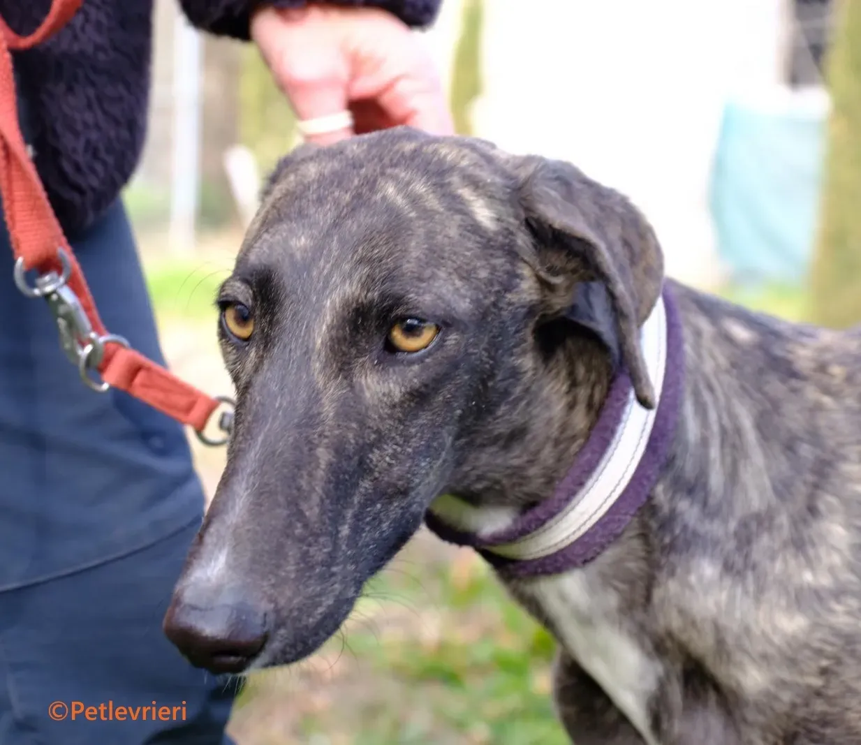 Damask galgo adozione pet levrieri onlus 2