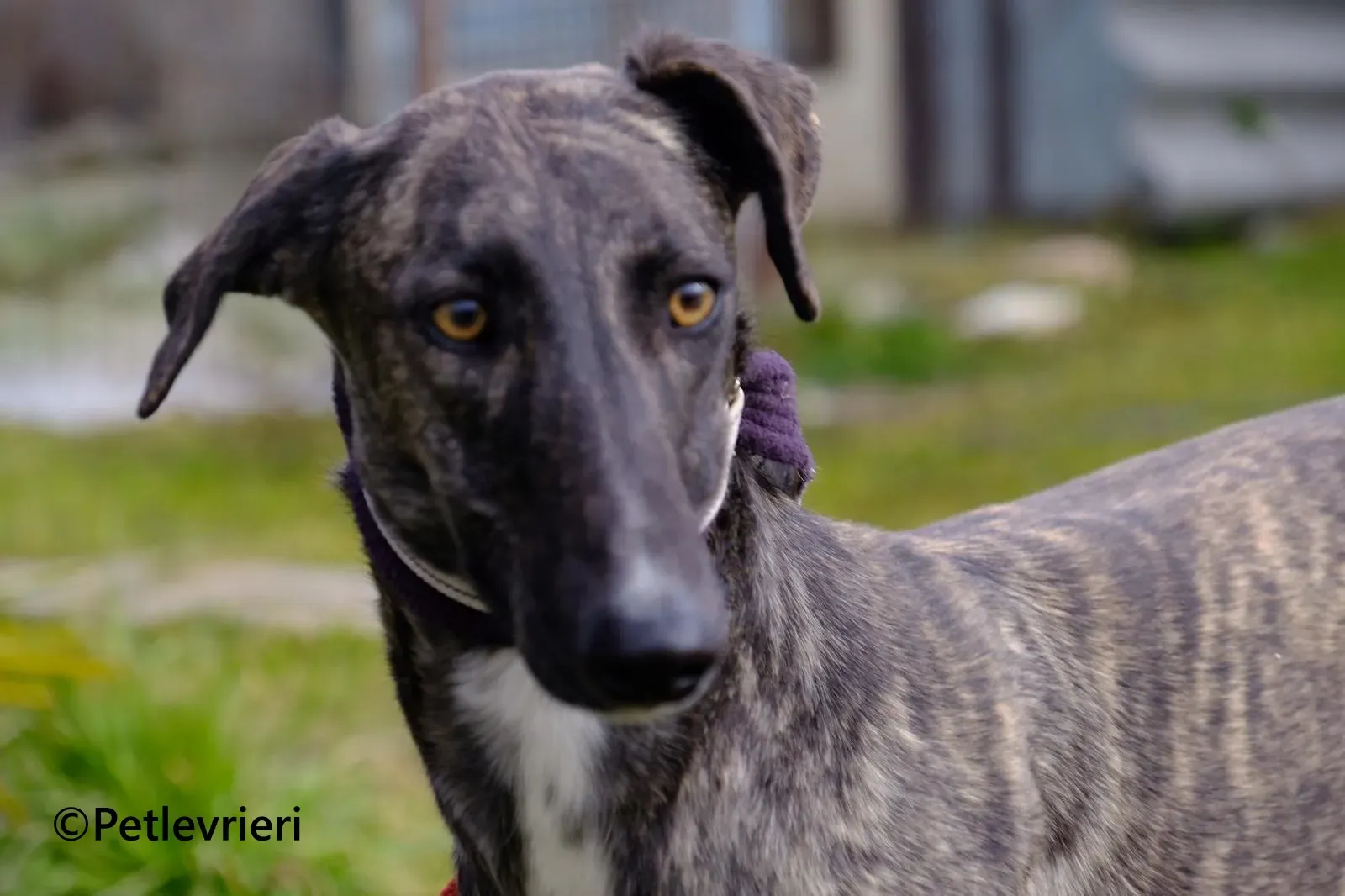 Damask galgo adozione pet levrieri onlus 3