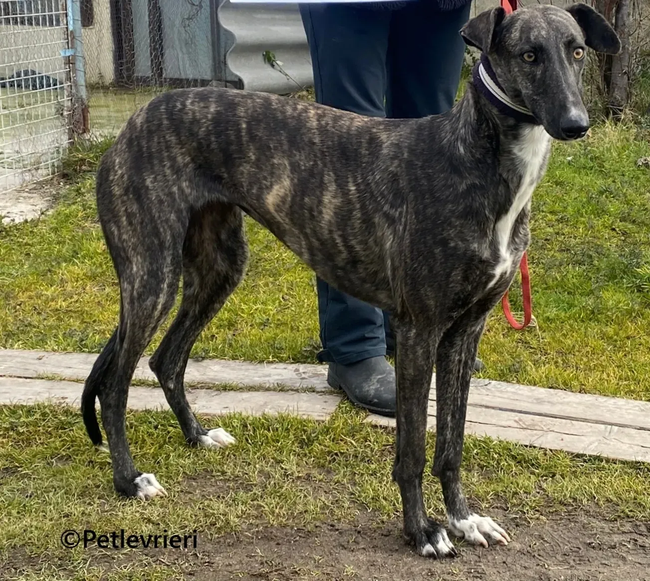 Damask galgo adozione pet levrieri onlus 4 1