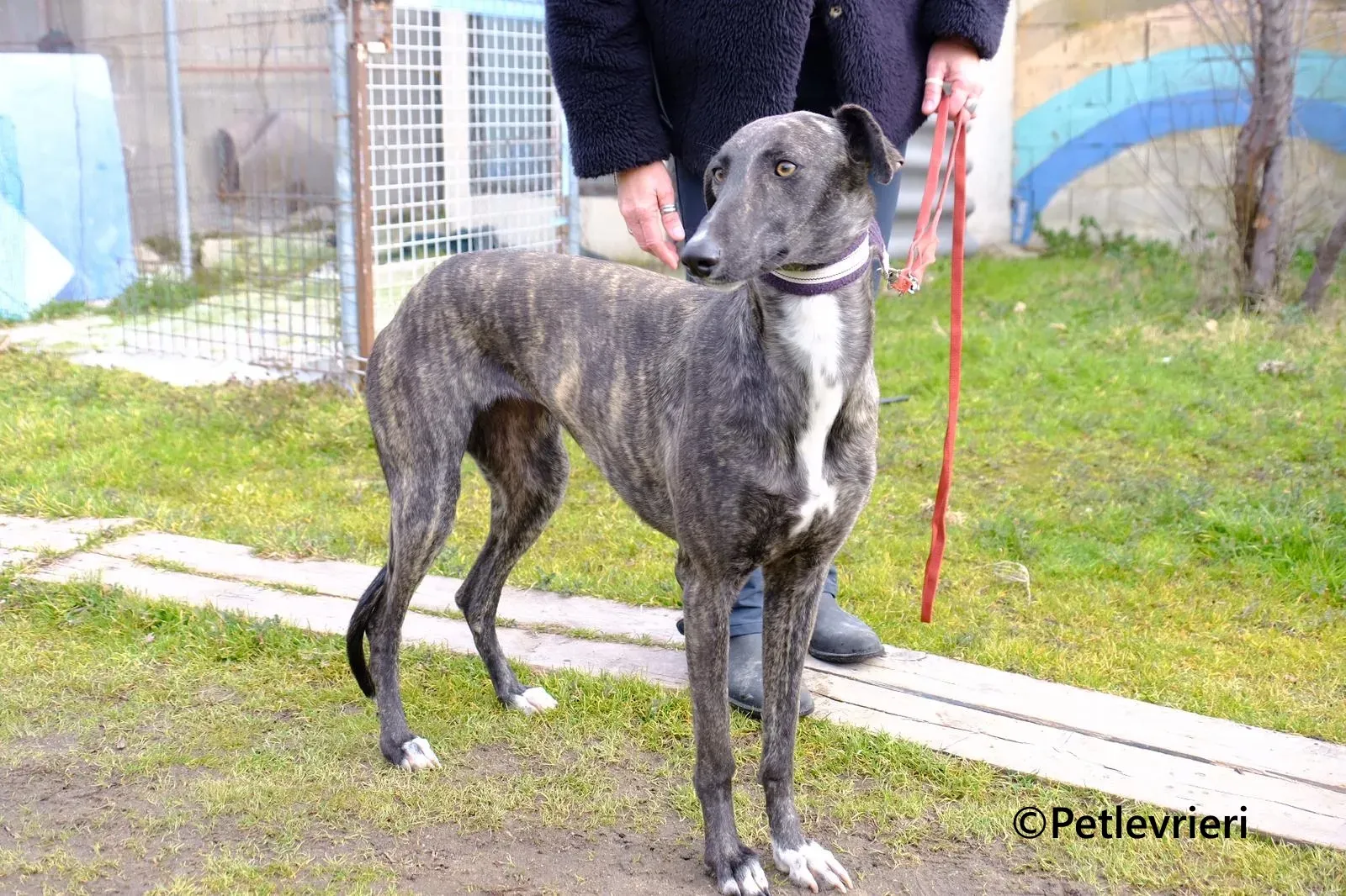 Damask galgo adozione pet levrieri onlus 5