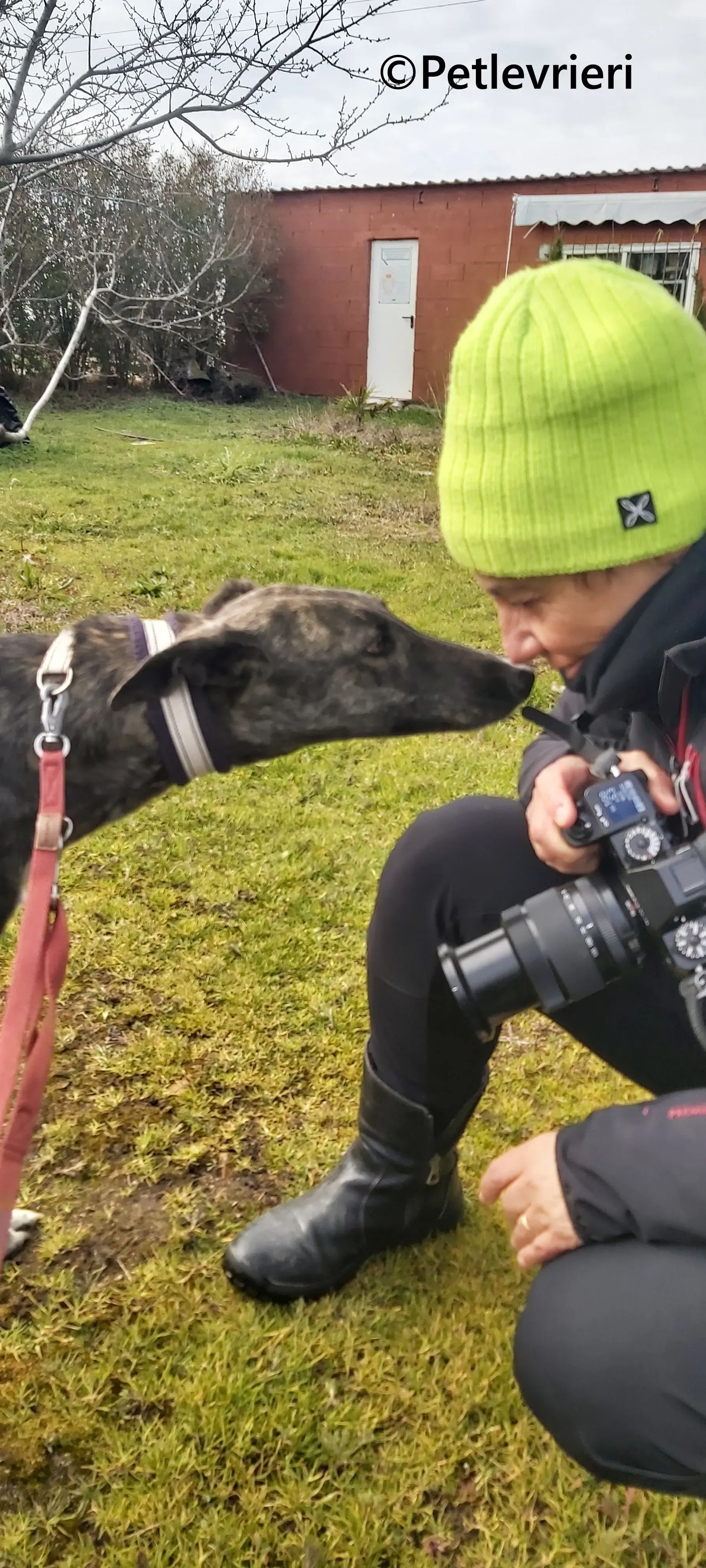 Damask galgo adozione pet levrieri onlus 7