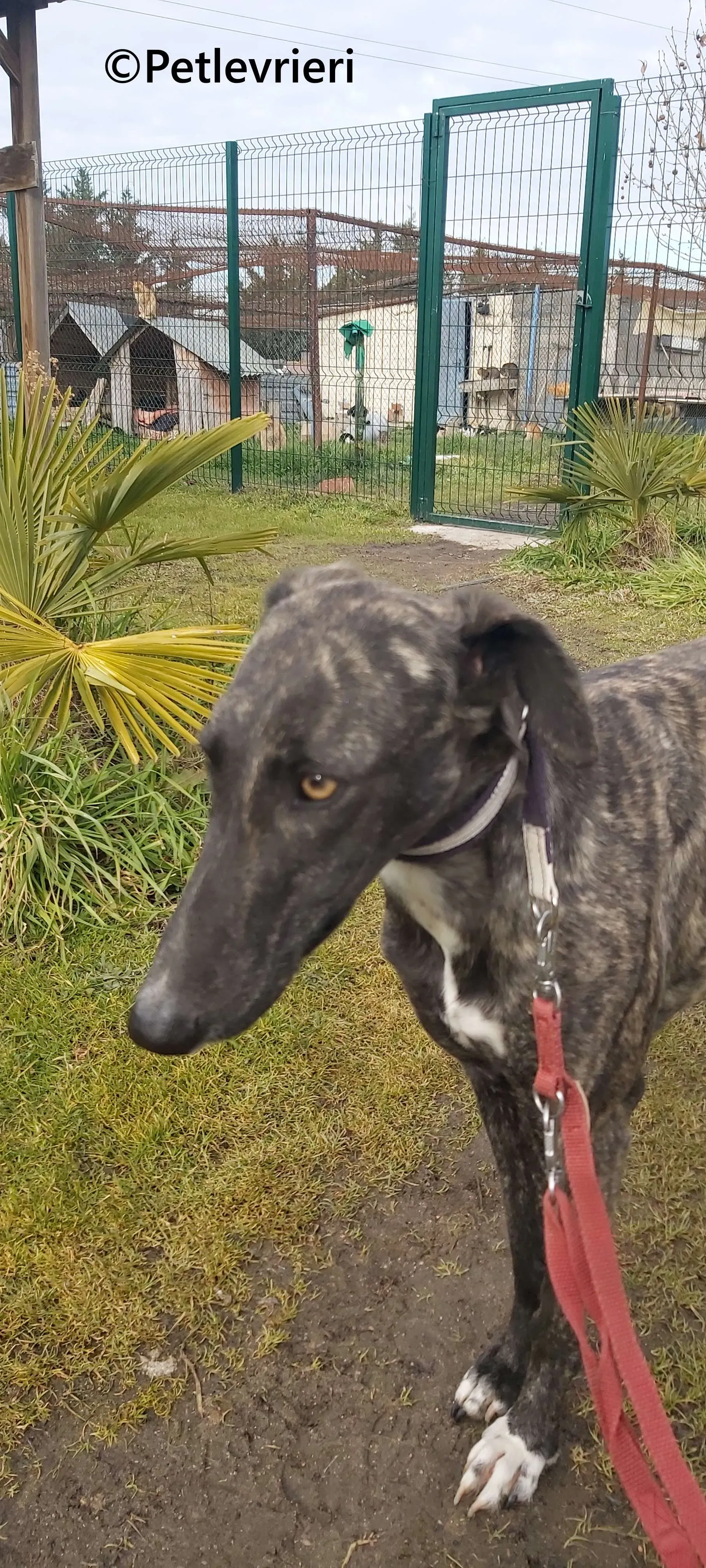 Damask galgo adozione pet levrieri onlus 8