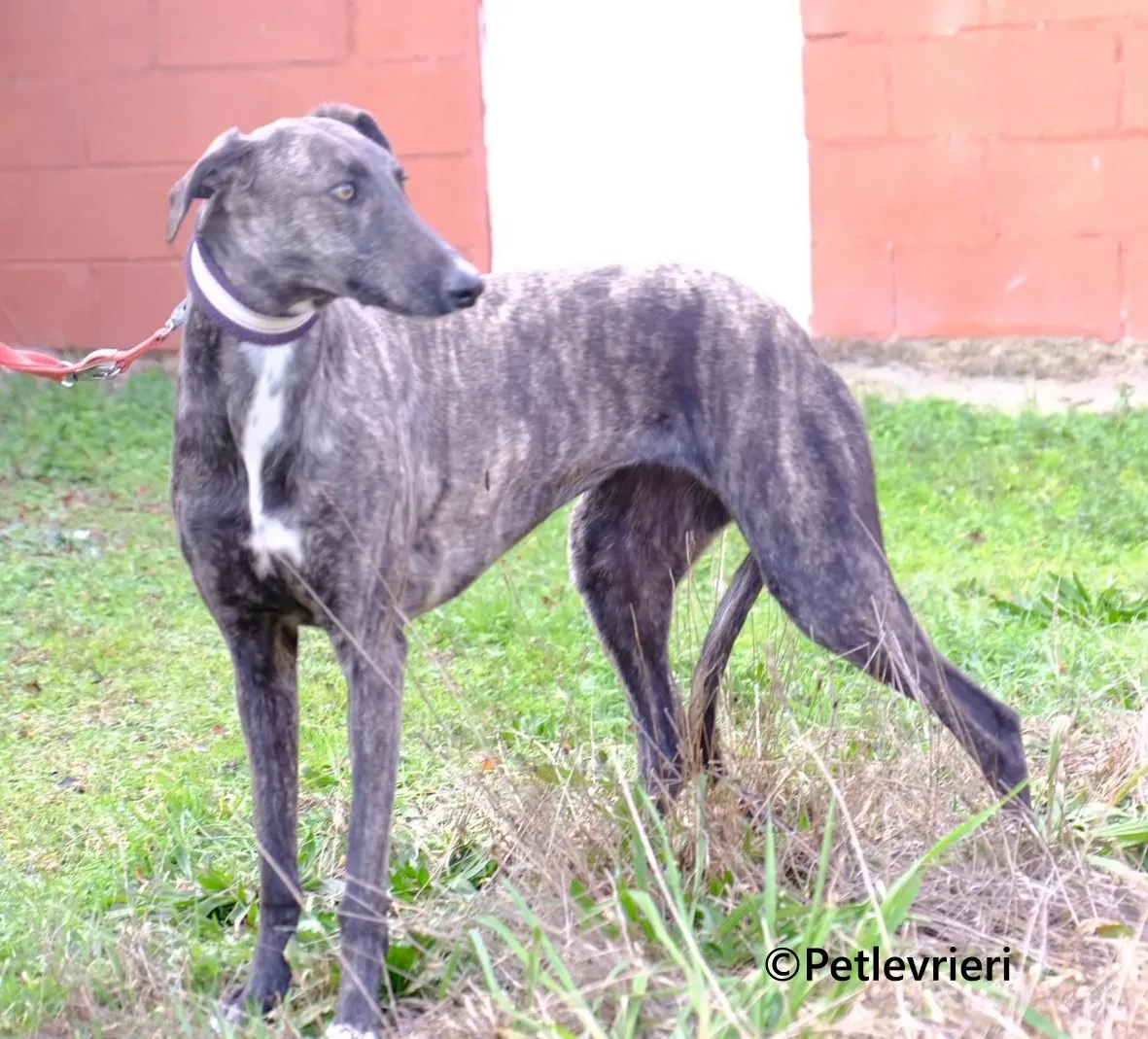 Damask galgo adozione pet levrieri onlus 9