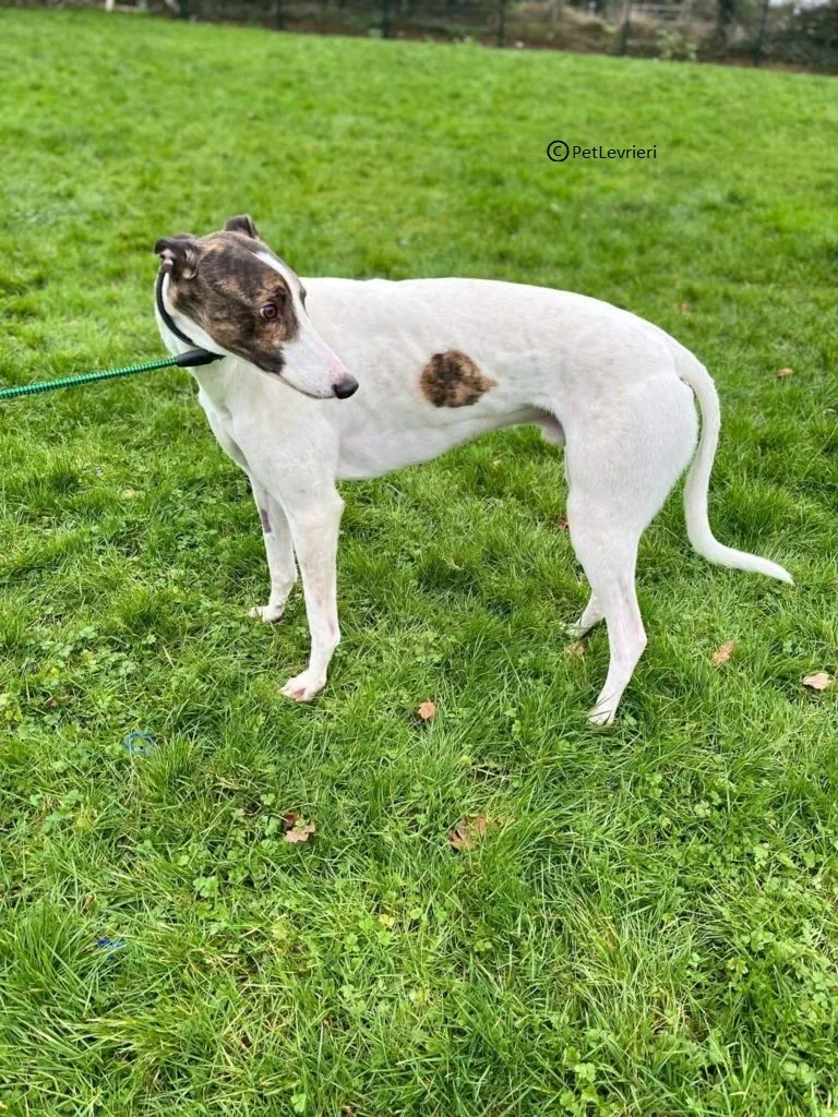 Dan adozione levriero greyhound1