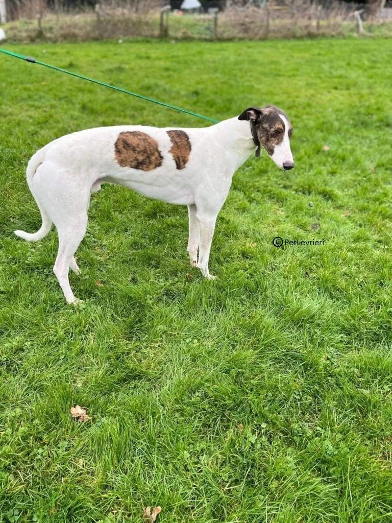 Dan adozione levriero greyhound2